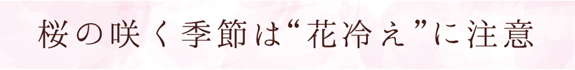 桜の咲く季節は花冷えに注意